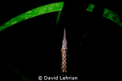 Bay Pipefish in eel grass. by David Lehrian 